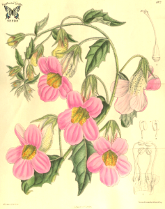 Chinese-foxglove. Rehmannia piasezkii. Curtis’s Botanical Magazine, vol. 134- ser. 4, vol. 4, (1908) [Mathilda Smith]. Free illustration for personal and commercial use.