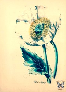 White poppy, Breadseed poppy. Papaver somniferum.  The American flora vol. 2, by Strong, Asa B. (1855)