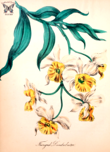 Fringed Dendrobium. Dendrobium fimbriatum. The American flora vol. 2, by Strong, Asa B. (1855). Free illustration for personal and commercial use.