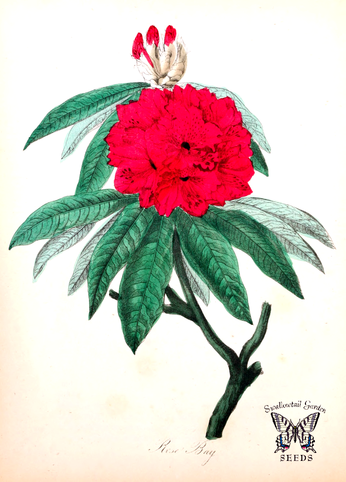 Rose bay, Tree Rhododendron. Rhododendron arboreum. Bright red flowers on evergreen large shrub or small Tree. The national flower of Nepal. The American flora vol. 2, by Strong, Asa B. (1855). Free illustration for personal and commercial use.