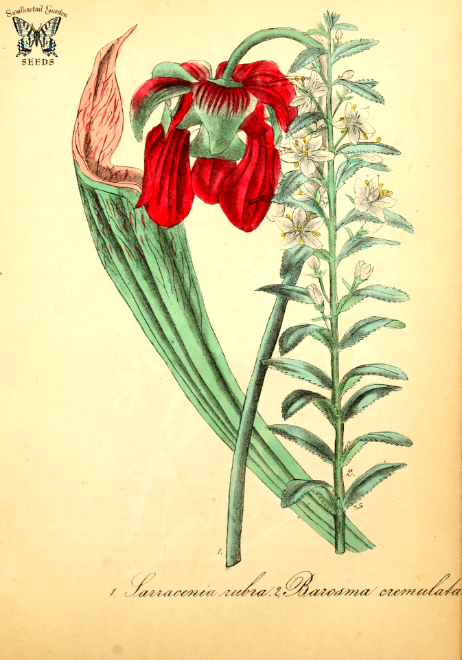 Sweet pitcher plant (Sarracenia rubra) and Oval-leaf buchu (Agathosma crenulata as Barosma crenulata) The American flora, vol. 4 (1855)