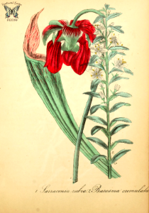 Sweet pitcher plant (Sarracenia rubra) and Oval-leaf buchu (Agathosma crenulata as Barosma crenulata) The American flora, vol. 4 (1855). Free illustration for personal and commercial use.