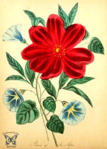 Peony of the Alps. Paeonia peregrina. The American flora vol. 2, by Strong, Asa B. (1855). Free illustration for personal and commercial use.
