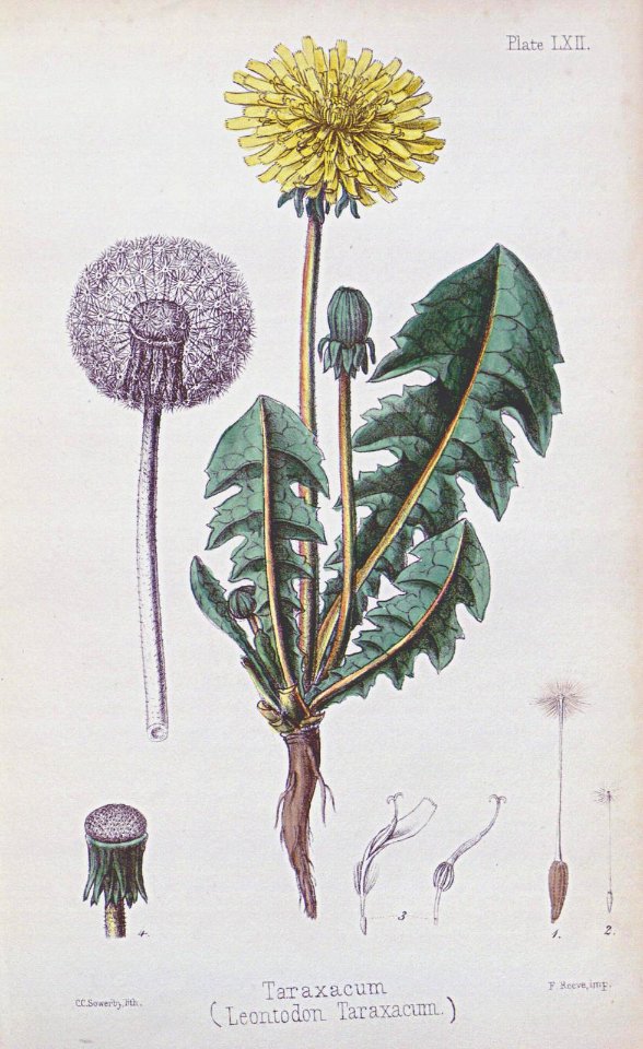 Dandelion. Taraxacum officinale. Hamilton, E., Flora homoeopathica, vol. 2- t. 62 (1853)