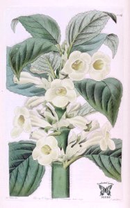 Gloxinia villosa. Botanical Register, vol. 14 (1828) [M. Hart]. Free illustration for personal and commercial use.