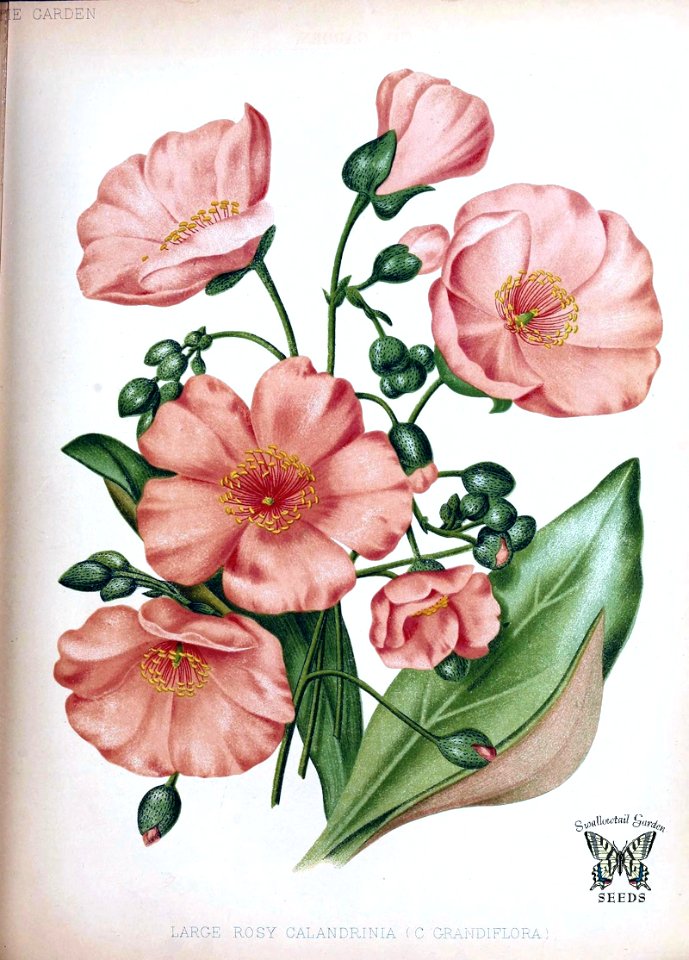 Rock purslane, Large rosy caliandra. Cistanthe grandiflora. [as Calandrinia grandiflora] Large flowers summer to early fall. Plants grow up 12-18 inches tall.  Tender perennial, usually grown as an annual. The garden, vol. 19 (1881)