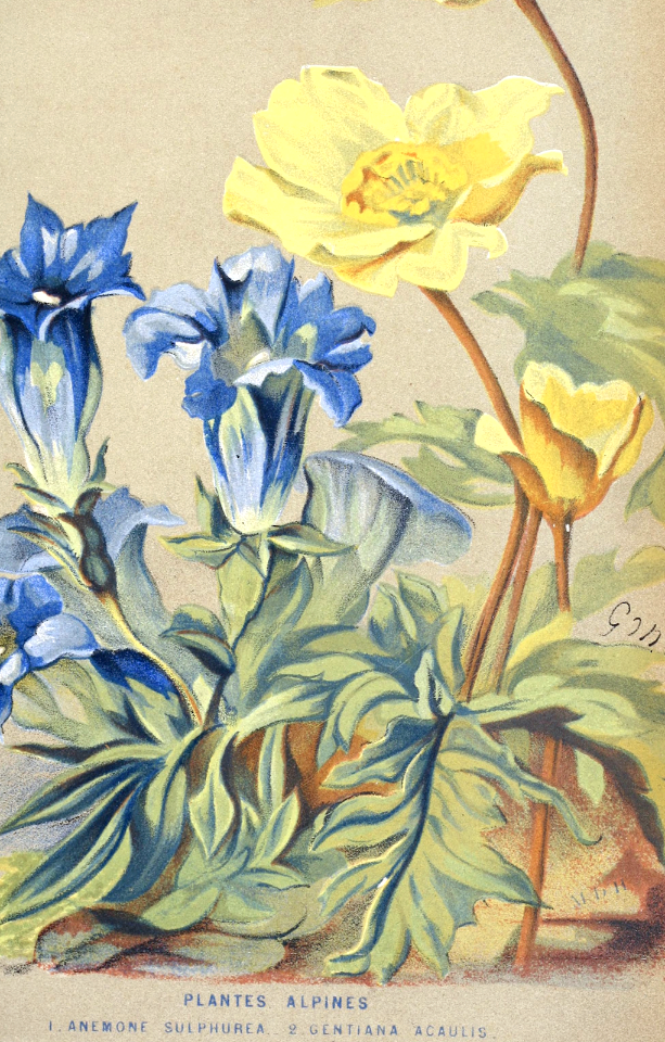 Alpine plants. Anemone sulphurea and Gentiana acaulis. Bulletin de la Societe d'horticulture de Geneve anne. v.36 (1868)