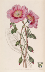 Rock purslane. Cistanthe grandiflora. Annual or tender perennial to 12-18 inches tall. Blooms mid summer to early fall. Edwards’s Botanical Register, vol. 25 (1839) [S.A. Drake]