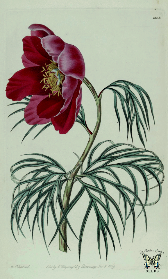 Paeonia tenuifolia. The Botanical Register vol. 14 (1828)