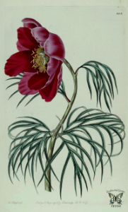 Paeonia tenuifolia. The Botanical Register vol. 14 (1828). Free illustration for personal and commercial use.