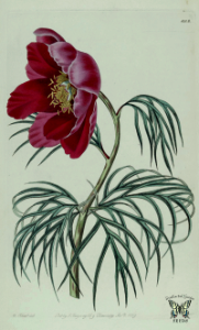 Paeonia tenuifolia. The Botanical Register vol. 14 (1828)