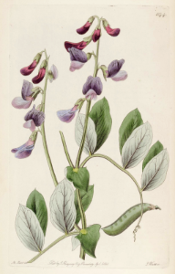 Beach pea. Lathyrus japonicus. The Botanical Register vol. 14 (1828). Free illustration for personal and commercial use.