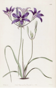 Brodiaea coronaria. The Botanical Register vol. 14 (1828). Free illustration for personal and commercial use.