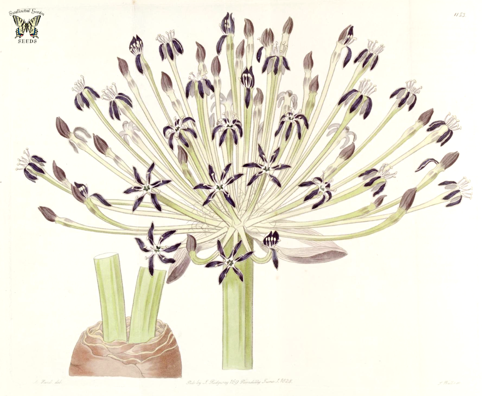 Cape poison bulb, Candelabra flower (Boophone disticha). Native to South Africa. Botanical Register, vol. 14: t. 1153 (1815) [M. Hart]