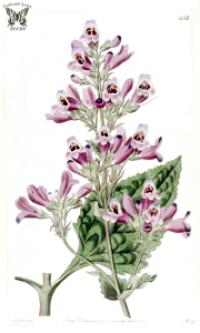 Penstemon diffusus. The Botanical Register vol. 14 (1828). Free illustration for personal and commercial use.