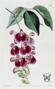 Canavalia bonariensis. Climbing vine with purple flowers attached to a hanging inflorescence. The Botanical Register vol. 14 (1828)