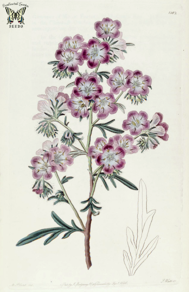 Eutoca menziesii (1828)