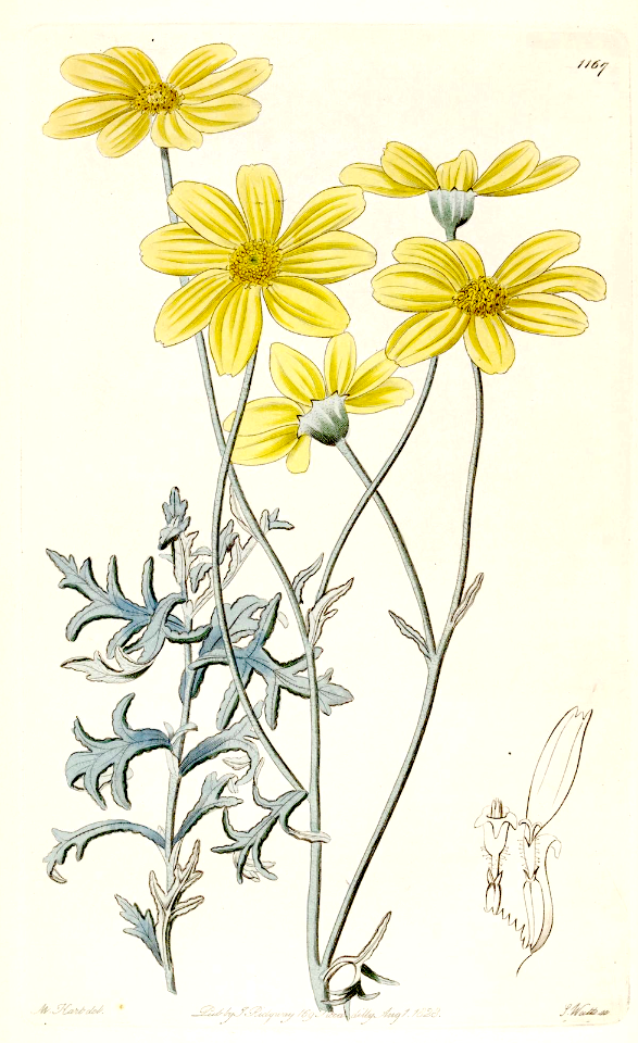 Common wooly sunflower. Eriophyllum lanatum.  Perennial flower to 2 feet tall. Showy planted with Penstemons and Blue-eyed grass. The Botanical Register vol. 14 (1828)