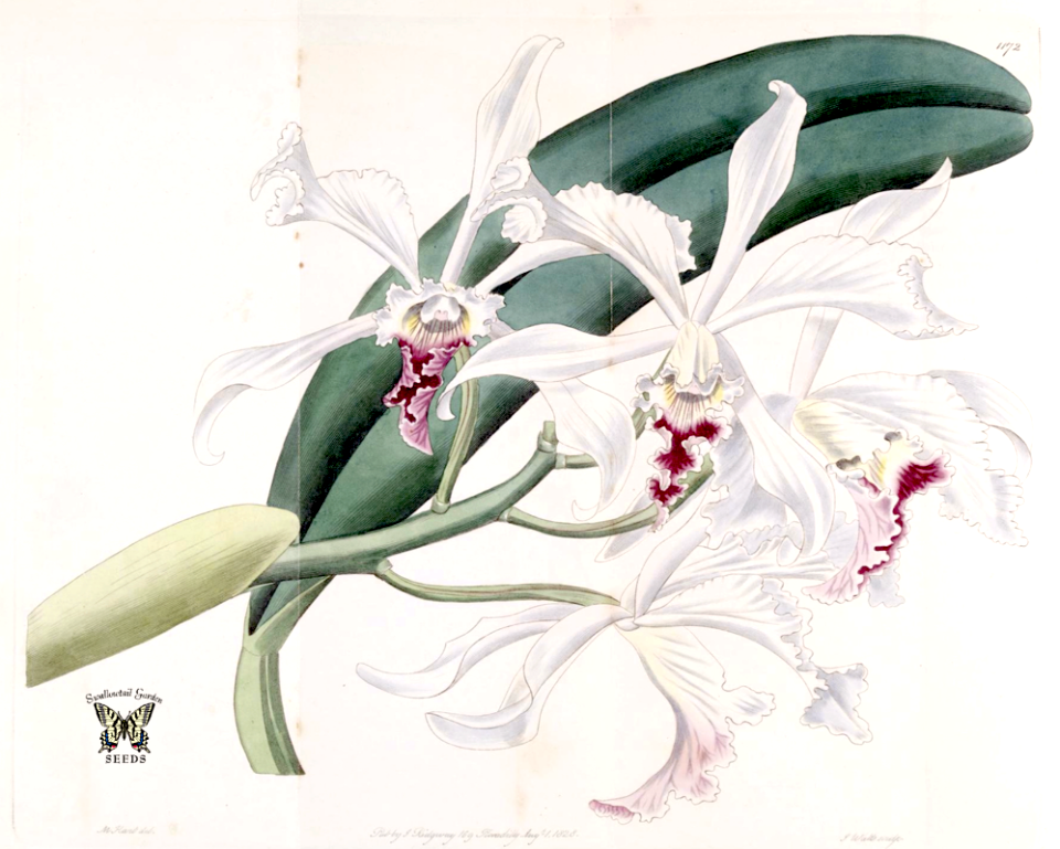 Cattleya crispa. The Botanical Register vol. 14 (1828)