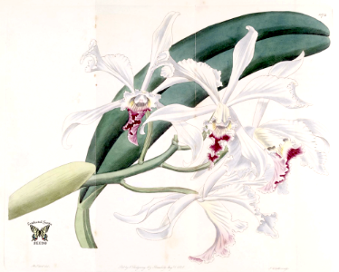 Cattleya crispa. The Botanical Register vol. 14 (1828). Free illustration for personal and commercial use.