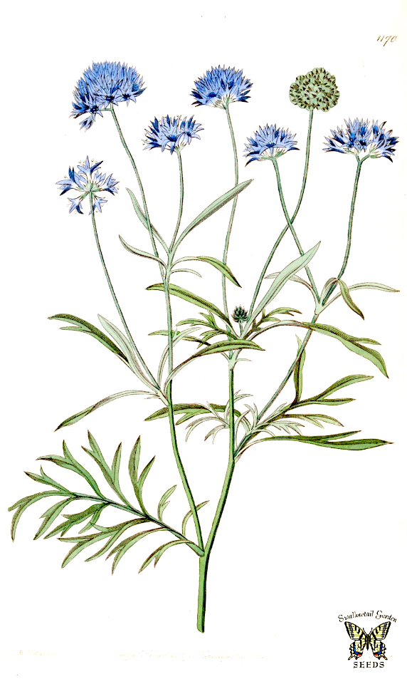Blue thimble flower. Gilia capitata. The Botanical Register vol. 14 (1828)