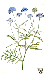 Blue thimble flower. Gilia capitata. The Botanical Register vol. 14 (1828). Free illustration for personal and commercial use.