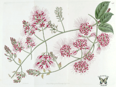 Bushwillow. Combretum comosum. Climbing vine with clusters of blood red flowers. The Botanical Register vol. 14 (1828)