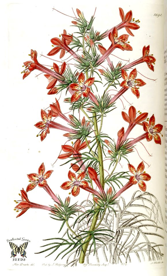 Scarlet Gilia. Gilia coronopifolia. Edwards’s Botanical Register, vol. 20 (1835) [S.A. Drake]. Free illustration for personal and commercial use.