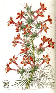 Scarlet Gilia. Gilia coronopifolia. Edwards’s Botanical Register, vol. 20 (1835) [S.A. Drake]. Free illustration for personal and commercial use.