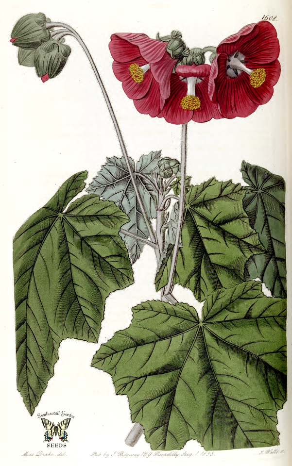 Phymosia umbellata {as Malva umbellata] Edwards's Botanical Register vol. 19 (1833)
