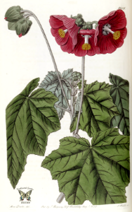 Phymosia umbellata {as Malva umbellata] Edwards's Botanical Register vol. 19 (1833). Free illustration for personal and commercial use.