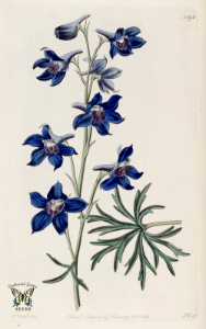 Menzies' Larkspur. Delphinium menziesii. Violet, wavy-edged flowers are ruffled and veined. Tuberous perennial 1.5-2 feet tall. The Botanical Register vol. 14 (1828)
