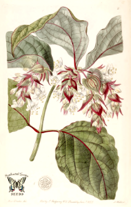 Beautiful Leycesteria. Leycesteria formosa. Edwards's Botanical Register vol. 25 (1839). Free illustration for personal and commercial use.
