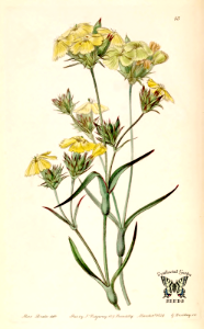 Yellow Pink. Dianthus ferrugineous. Edwards's Botanical Register vol. 25 (1839). Free illustration for personal and commercial use.