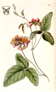Zychia tricolor. Edwards's Botanical Register vol. 25 (1839)