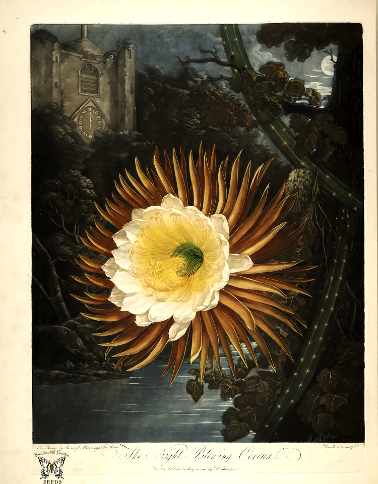 Night Blooming Cereus. Selenicereus grandiflorus [as Cactus grandiflorus] New illustration of the sexual system of Carolus von Linnaeus and the temple of Flora, or garden of nature, Thornton, R.J.,  (1807)