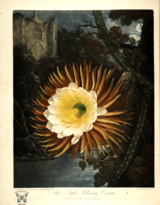 Night Blooming Cereus. Selenicereus grandiflorus [as Cactus grandiflorus] New illustration of the sexual system of Carolus von Linnaeus and the temple of Flora, or garden of nature, Thornton, R.J., (1807). Free illustration for personal and commercial use.