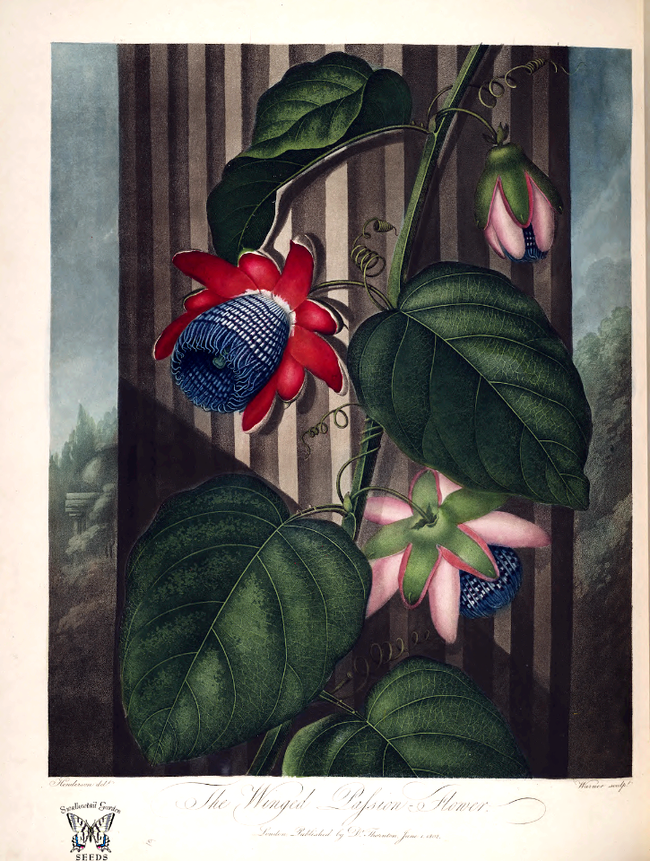 Winged passion flower. Passiflora alata. Thornton, R.J., New illustration of the sexual system of Carolus von Linnaeus and the temple of Flora, or garden of nature, (1807)