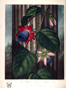 Winged passion flower. Passiflora alata. Thornton, R.J., New illustration of the sexual system of Carolus von Linnaeus and the temple of Flora, or garden of nature, (1807). Free illustration for personal and commercial use.