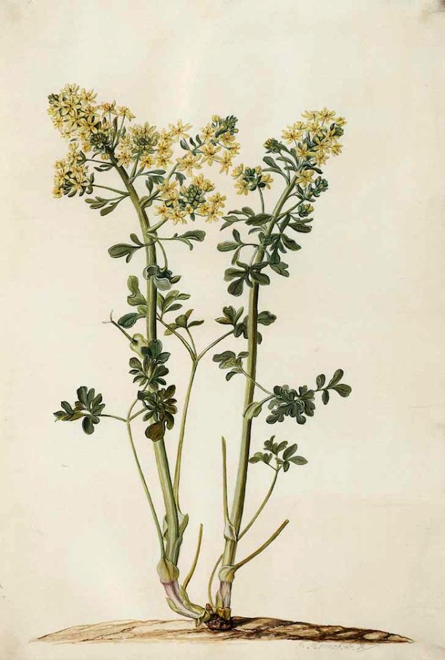 Rue, Common Rue, Herb of Grace, Sadab. Ruta graveolens. Ruta, from the Greek reuo (to set free), for its reputation for treating various diseases. Hippocrates highly recommended the use of Rue.  Moninckx atlas, vol. 8: t. 49 (1682-1709)