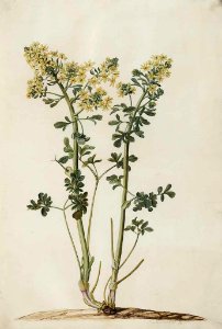 Rue, Common Rue, Herb of Grace, Sadab. Ruta graveolens. Ruta, from the Greek reuo (to set free), for its reputation for treating various diseases. Hippocrates highly recommended the use of Rue.  Moninckx atlas, vol. 8: t. 49 (1682-1709)