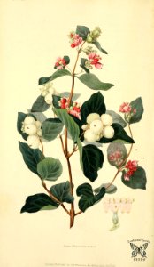 Snow-berry. Symphoricarpos racemosus.Morris, R., Flora conspicua, t. 25 (1826) [W. Clark]. Free illustration for personal and commercial use.