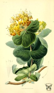 Yellow honeysuckle. Lonicera flava. Morris, R., Flora conspicua, t. 53 (1826) [W. Clark]