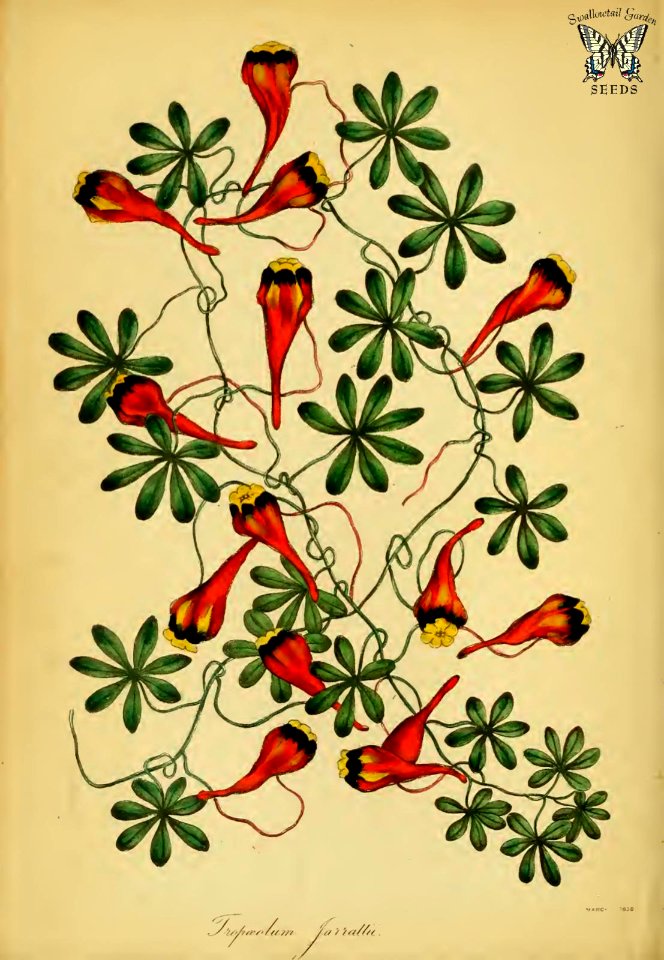 Tropaeolum tricolor [as Tropaeolum jarrattii] Paxton's Magazine of botany and register of flowering plants vol. 5 (1838)