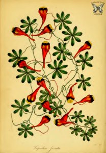 Tropaeolum tricolor [as Tropaeolum jarrattii] Paxton's Magazine of botany and register of flowering plants vol. 5 (1838). Free illustration for personal and commercial use.