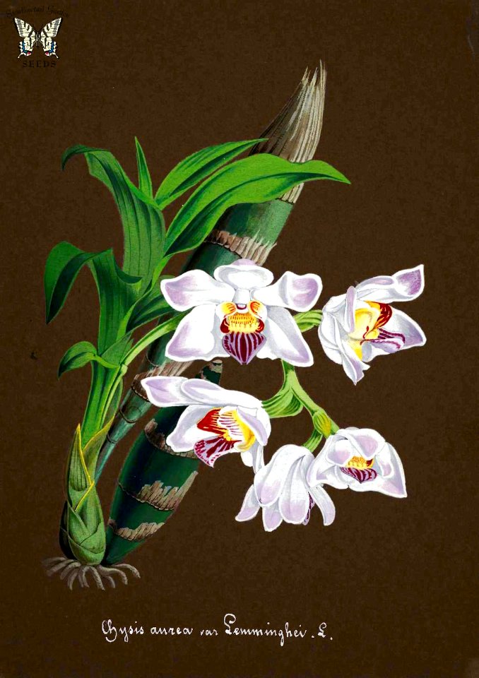 Chysis limminghei [as Chysis aurea var. Lemminghei] Collection of Orchids-aquarelles originales (1850-1870)