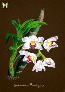 Chysis limminghei [as Chysis aurea var. Lemminghei] Collection of Orchids-aquarelles originales (1850-1870)