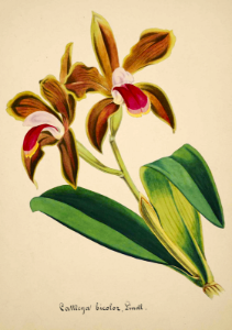 Cattleya bicolor. Free illustration for personal and commercial use.