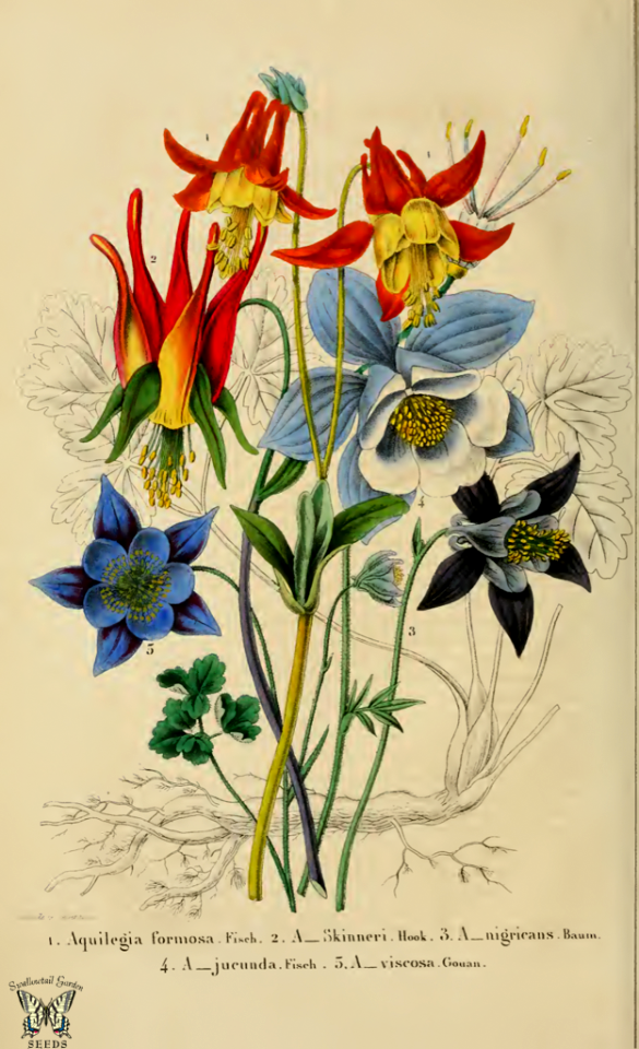 Columbine  species mix. Aquilegia formosa, Aquilegia skinneri, Aquilegia nigricans, Aquilegia glandulosa (as Aquilegia jucunda), and Aquilegia viscosa. (1853-1854)