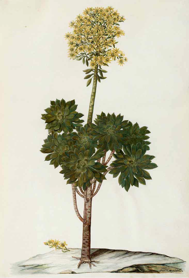 Tree houseleek. Aeonium arboreum. Moninckx, J., Moninckx atlas, vol. 7: t. 43 (1682-1709)